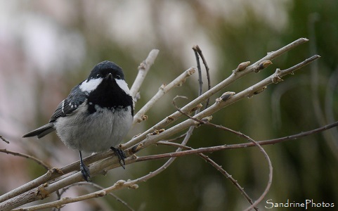 Mésange noires, Periparus ater, Oiseaux des jardins, Poitiers, Site SandrinePhotos Esprit Nature, Vienne, Poitou 86