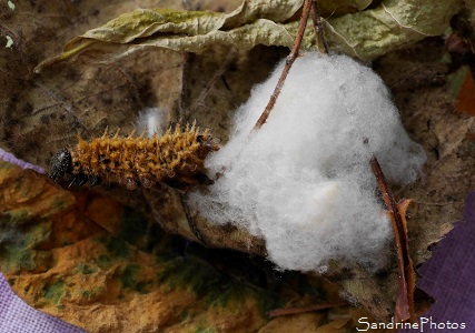 Microgastrinae, Cotesia ou Protapanteles, Hyménoptère parasite de chenilles de Vulcain, Vanessa atalanta, Bouresse, 86, Sud-Vienne jpg (12)