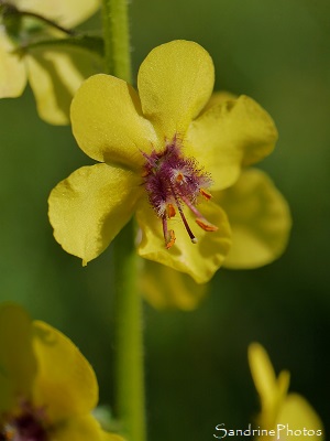 Molène blattaire, Herbe aux mites, Verbascum blattaria, Fleurs sauvages jaunes, Le Verger, Bouresse 86(28)
