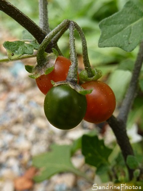 Morelle noire-Solanum nigrum Fleurs sauvages blanches, Baies toxiques, Bouresse, Le Verger, Poitou, Biodiversité en région Nouvelle-Aquitaine (36)