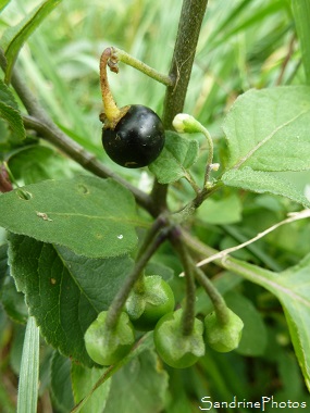 Morelle noire-Solanum nigrum Fleurs sauvages blanches, Baies toxiques, Bouresse, Le Verger, Poitou, Biodiversité en région Nouvelle-Aquitaine (7)