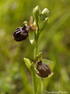 Ophrys de la passion, Ophrys passionis, Orchidées sauvages, Baie de l`Aiguillon, falaises du Pertuis breton, 2018 (224)