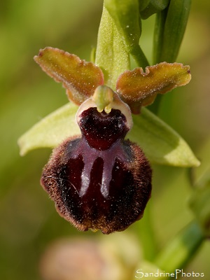 Ophrys de la passion, Ophrys passionis, Orchidées sauvages, Baie de l`Aiguillon, falaises du Pertuis breton, Vendée 2018 (212)
