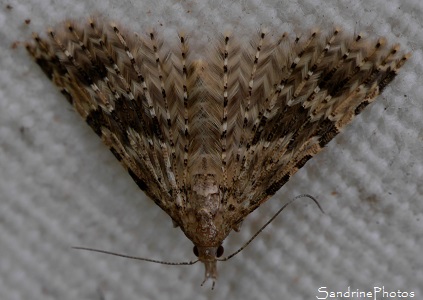 Ornéode du Chèvrefeuille, Alucita hexadactyla, Pterophoridae, Papillon de nuit, Moths and butterflies, Bouresse, Le Verger 86 (9)