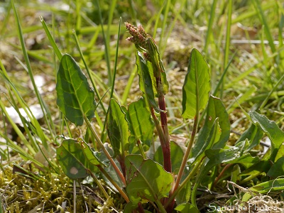 Oseille sauvage, Oseille des prés, Rumex acetosa, Fleurs sauvages vertes et rouges, Bouresse, Le Verger, Sud-Vienne (4)