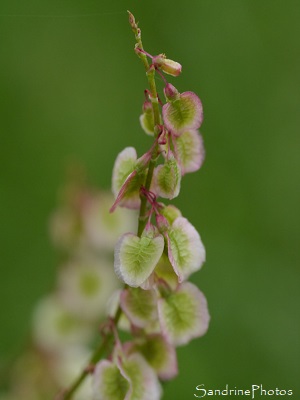 Oseille sauvage, Oseille des prés, Rumex acetosa, Jardin, Le Verger, Bouresse, Région Aquitaine Limousin Poitou-Charentes (23)