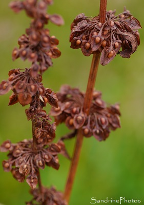 Oseille sauvage fanée, Oseille des prés, Rumex acetosa, Fleurs sauvages verts et rouges, Bouresse, Le Verger