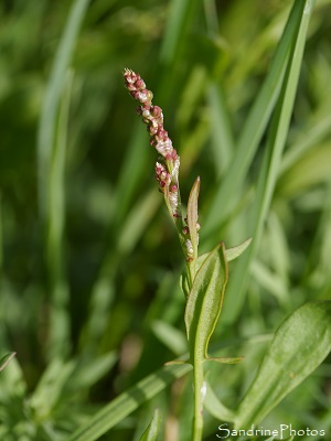 Petite oseille, Rumex acetosella, Fleurs sauvages roses à rouges, Jardin, le Verger, Bouresse, Sud-Vienne, Poitou 86  (4)