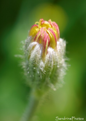 Piloselle, Pillosella officinarum, fleurs sauvages jaunes, le Verger, Bouresse 86, biodiversité du Sud-Vienne (51)