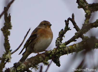 Pinson du Nord, Fringilla montifringilla, Oiseaux des jardins, Refuge LPO Le Verger, Bouresse (68)