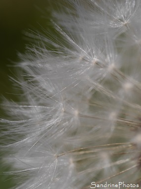 Pissenlit fané, Dandelion, jardin, Bouresse, le Verger 86 (2)