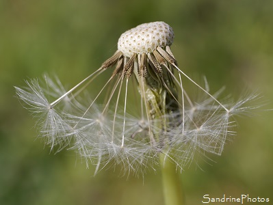 Pissenlit fané, Dandelion, jardin, Bouresse, le Verger 86 (4)