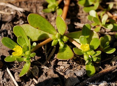 Pourpier maraîcher, Porcellane, Portulaca oleracea, Fleurs sauvages jaunes, Bouresse, le Verger (13)