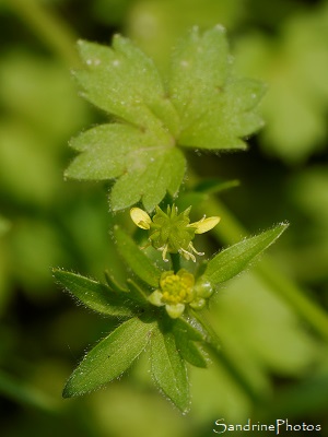 Renoncule à petites fleurs, Ranunculus parviflorus, Fleurs sauvages jaunes, Bouresse, le Verger, Refuge LPO (56)