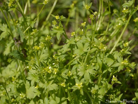 Renoncule à petites fleurs, Ranunculus parviflorus, Fleurs sauvages jaunes, Bouresse, le Verger, Refuge LPO (57)