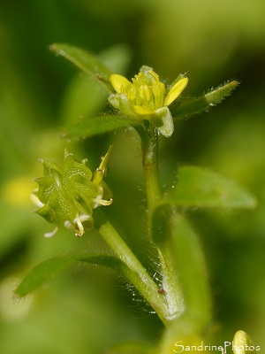 Renoncule à petites fleurs, Ranunculus parviflorus, Fleurs sauvages jaunes, Bouresse, le Verger, Refuge LPO (65)