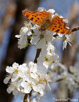 Robert le Diable, Polygonia C-album sur fleurs de prunier, papillon de jour, Biodiversité, Le Verger Bouresse 86, Poitou-Charentes, Sud-Vienne (1)