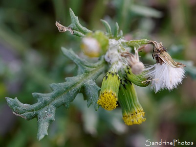 Séneçon commun, Senecio vulgaris, Fleurs sauvages jaunes, jardin, le Verger, Bouresse, Sud-Vienne, Vienne et Gartempe, biodiversité en région Nouvelle-Aquitaine (3)