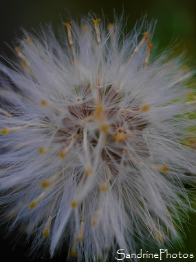 Séneçon commun, Senecio vulgaris, Fleurs sauvages jaunes, jardin, le Verger, Bouresse, Sud-Vienne, Vienne et Gartempe, biodiversité en région Nouvelle-Aquitaine (4)