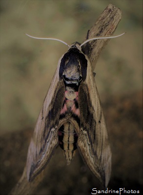 Sphinx du troène, Sphinx ligustri - Sphingidae, papillons de nuit, Biodiversité du Sud Vienne, Bouresse (61)