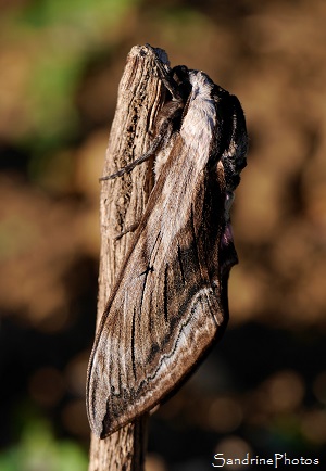 Sphinx du troène, Sphinx ligustri - Sphingidae, papillons de nuit, Bouresse (47)