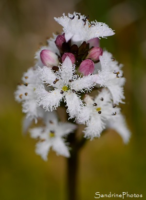 Trèfle d`eau, Menyanthes trifoliata, Fleurs blanches, Plantes aquatiques, marais, tourbières, Corrèze, Plateau de Millevaches (1)