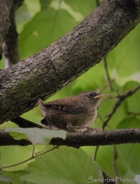 Troglodyte, Troglodytes troglodytes , oiseaux des jardins, Biodiversité du Poitou, région Nouvelle aquitaine, Bouresse 86 (2)