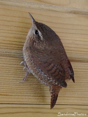 Troglodyte mignon, Troglodytes troglodytes, Oiseaux des jardins, le Verger Bouresse (17)