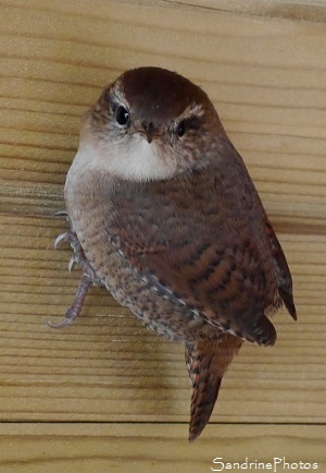 Troglodyte mignon, Troglodytes troglodytes, Oiseaux des jardins, le Verger Bouresse (35)