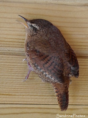 Troglodyte mignon, Troglodytes troglodytes, Oiseaux des jardins, le Verger Bouresse 86 (36)