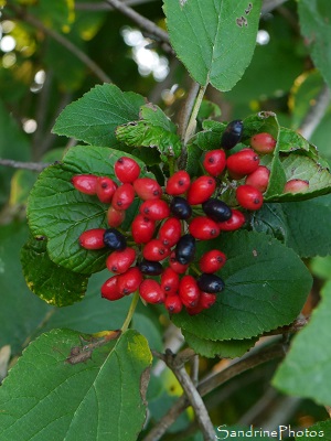 Viorne lantane, Viorne mancienne, Viburnum lantana, Arbuste fleurs blanches, grappe de fruits rouges allongés, L`Isle Jourdain 86 (1)