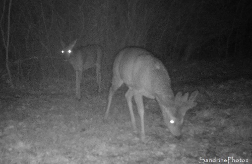 01-11-2019 Couple de Chevreuils, Refuge LPO Le Verger, Bouresse, Sud-Vienne