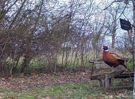 01-24-2019 Faisan de Colchide sur la brouette, Refuge LPO Le Verger Bouresse, Sud-Vienne, Nouvelle-Aquitaine (25)