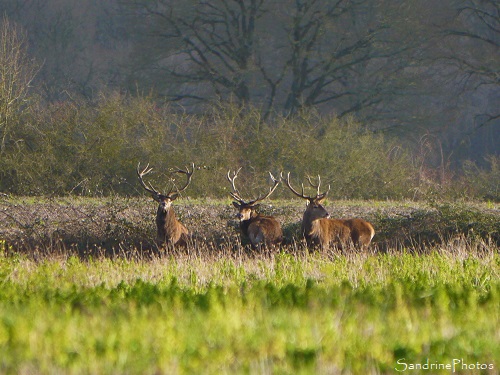 10 Cerfs au Verger, Bouresse, Grands mammifères, faune sauvage du Sud-Vienne