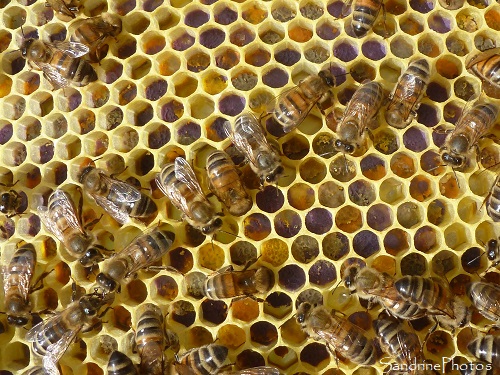 12-06-2021, Visite du rucher, apiculture, ruches, abeilles, miel, Sud-Vienne (11)