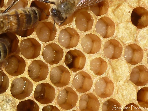 12-06-2021, Visite du rucher, apiculture, ruches, abeilles, miel, Sud-Vienne (12)