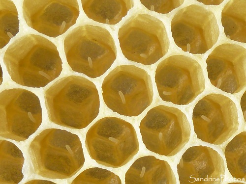 12-06-2021, Visite du rucher, apiculture, ruches, abeilles, miel, Sud-Vienne (15)