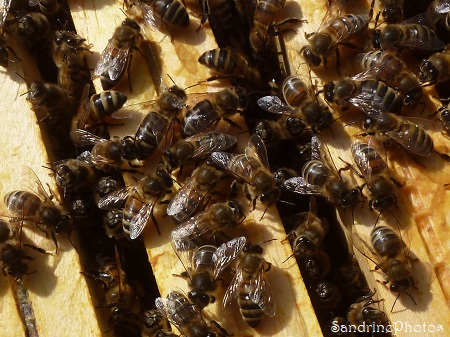 2022-03-21 Ruche chalet, abeilles domestiques, saison apicole 2022, le Verger, Bouresse (37)
