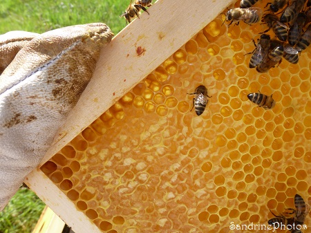 2022-03-21 Ruche chalet, réserves de miel operculé, abeilles domestiques, saison apicole 2022, le Verger, Bouresse (35)