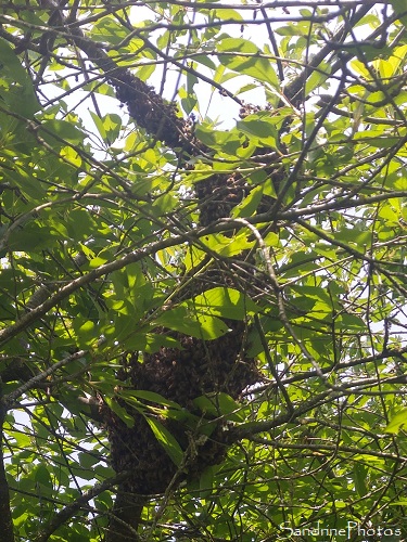 28-05-2021, Essaimage au Verger, Bouresse, Apiculture, abeilles, Ruche, Essaim primaire, le 28 mai 2021, Sud-Vienne (21)