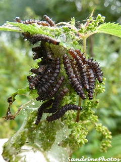  Chenilles de paons de jour, Young caterpillars of Inachis io, home breeding, Bouresse, Poitou-Charentes, France Sandrinephotos