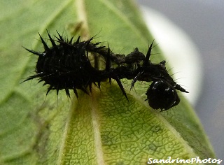 Elevage de chenilles de paon de jour 2012, Breeding of Inachis io caterpillars, old empty black skin of caterpillar, Mue du 6 aot 2012 Bouresse, Poitou-Charentes