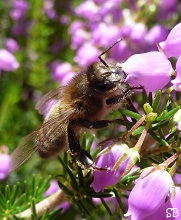 Abeille butinant de la bruyère en fleur, Brandérion, Bretagne, 22 juillet 2012 Morbihan SandrinePhotos