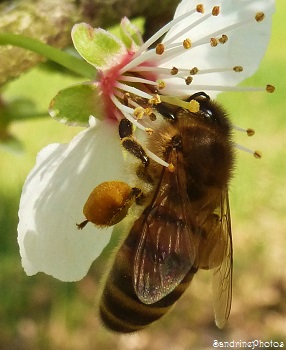 Abeille butinant une fleur de prunelle sauvage, bee on a flower of wild plumtree, insectes, miel, récolte, honey, pollen, Bouresse, Poitou-Charentes (1)