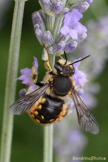 Abeille cotonnière, Anthidium manicatum, Diptère avec taches jaunes sur l`abdomen dans les lavandes, Le Verger, Bouresse (2).jpg