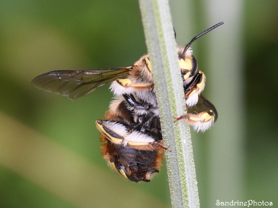 Abeille cotonnière, Anthidium manicatum, Mâle, Diptère avec taches jaunes sur l`abdomen dans les lavandes, Le Verger, Bouresse (60).jpg