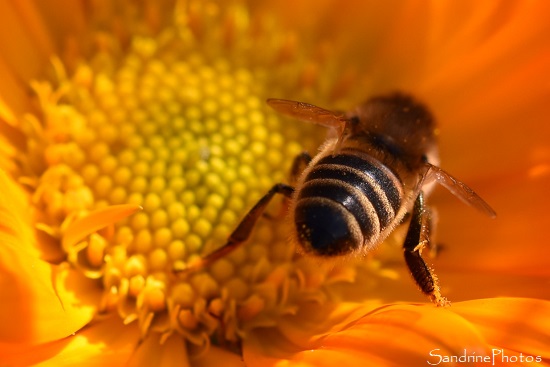 Abeille domestique, Apis mellifera, sur une fleur de soucis, Le Verger, Bouresse (47)