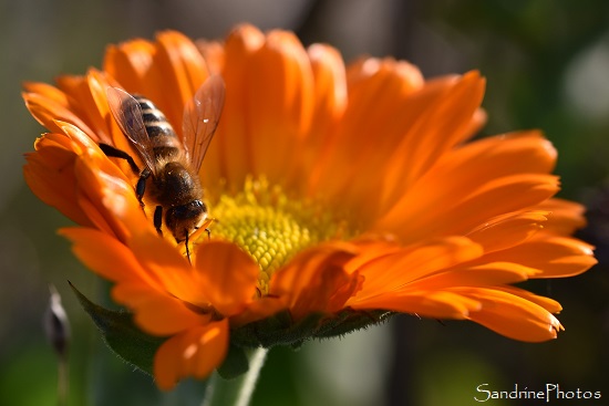 Abeille domestique, Apis mellifica sur une fleur de soucis, Le Verger, Bouresse 86 (49)