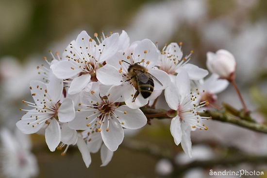 Abeille domestique butinant un prunus, Le Verger, Bouresse (26)