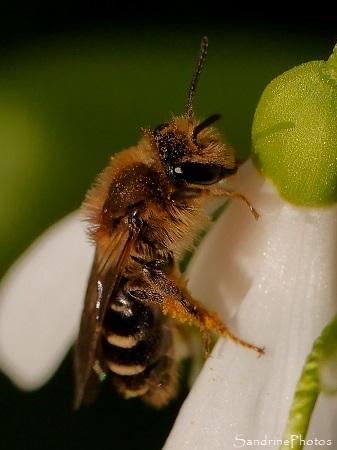 Abeille domestique sur Perce-neige, Le Verger, refuge LPO Bouresse 86 (8)